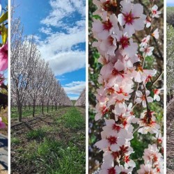 Floración y cuajado en frutales de hueso y pepita: tratamientos para mejorar la calidad y aumentar la producción