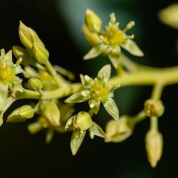 Floración del aguacate: dónde residen las claves para su manejo