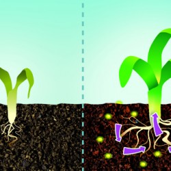 La revitalización del suelo y el fortalecimiento de las raíces, imprescindible en cultivos intensivos