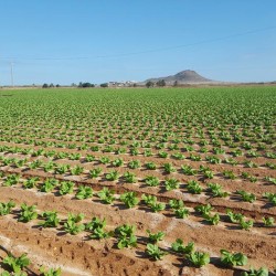 Fertilizantes orgánicos para mejorar el suelo en cultivos intensivos