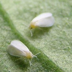 Insecticidas naturales contra la mosca blanca en tomate