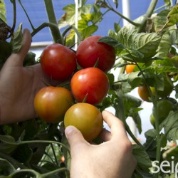 Cómo proteger al cultivo de los golpes de calor