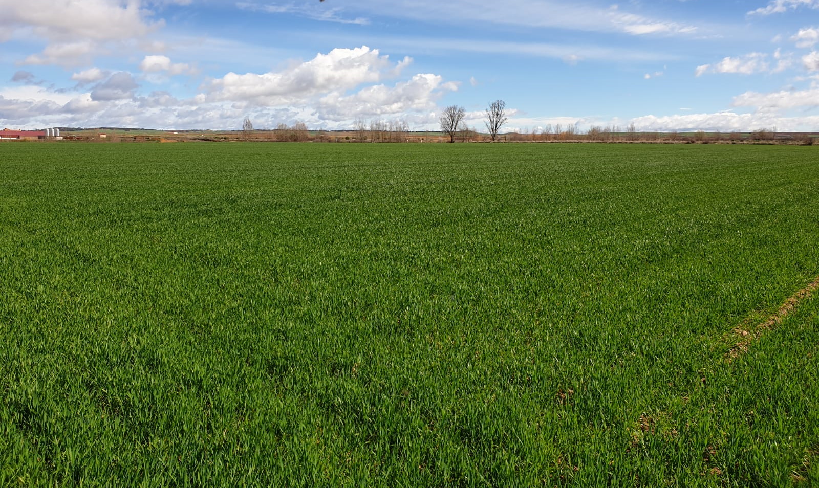 Keys to the use of post-emergence herbicides on cereal crops