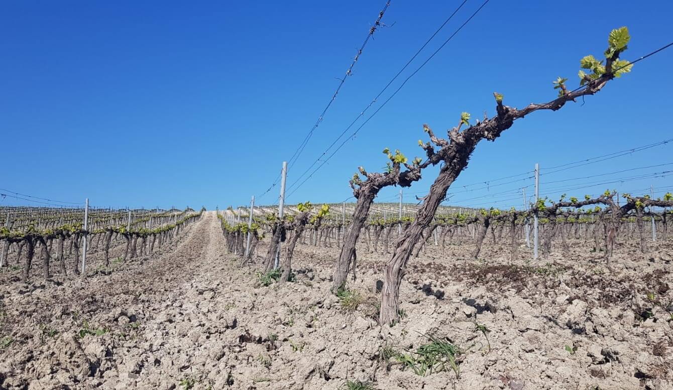 The grapevine cycle begins: how to stimulate bud break