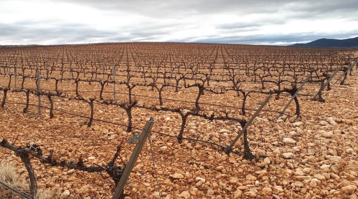 Vineyard in the period of vegetative dormancy Vine pruning and strategy for optimal budbreak