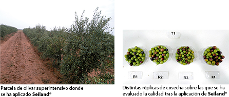 foto-olivar-olivas
