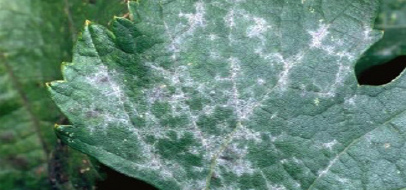 Fungisei owdery mildew grapevines