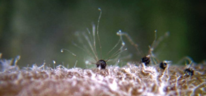 Fungisei owdery mildew grapevines